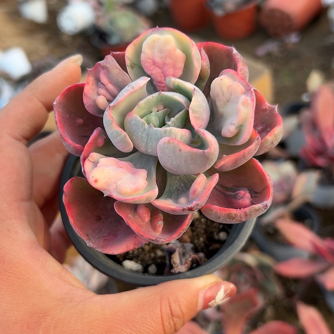 多肉植物雨滴锦单头