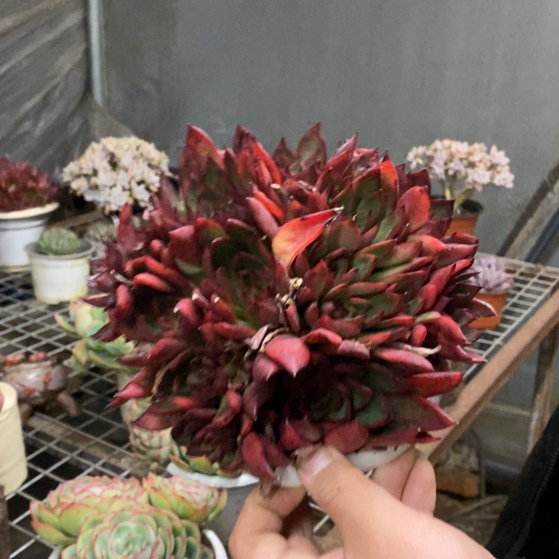 红东云多头大盆群，180杯