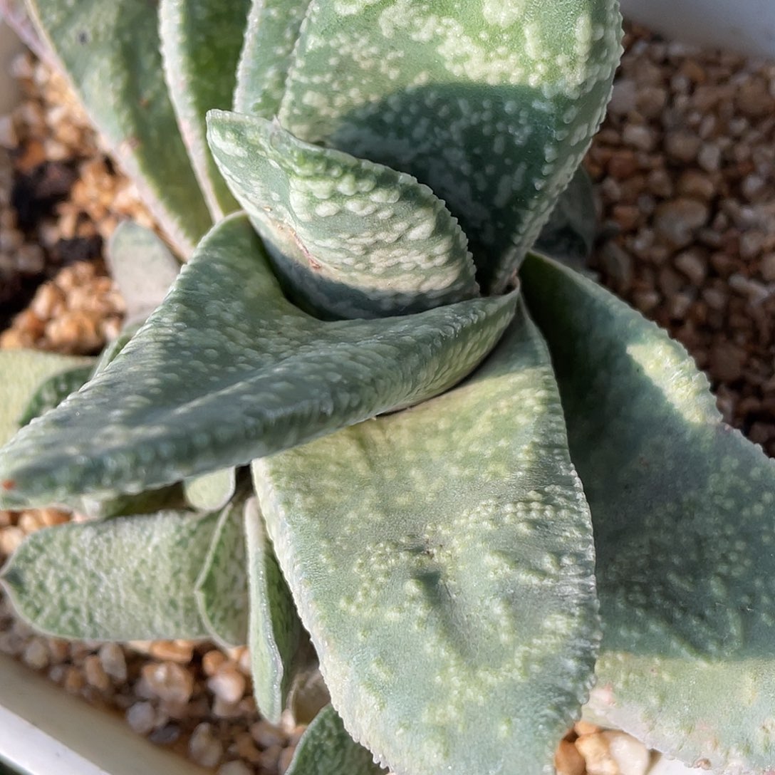 花***友花友拍11111111111