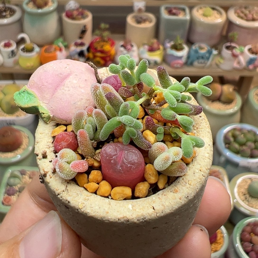 多肉植物43号一盆