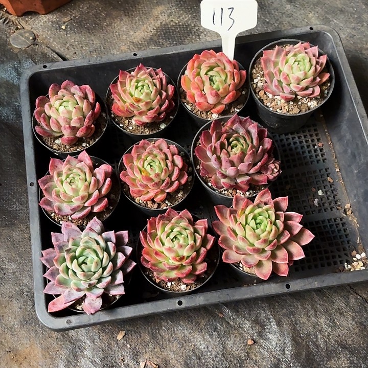 多肉植物，东云一组113号