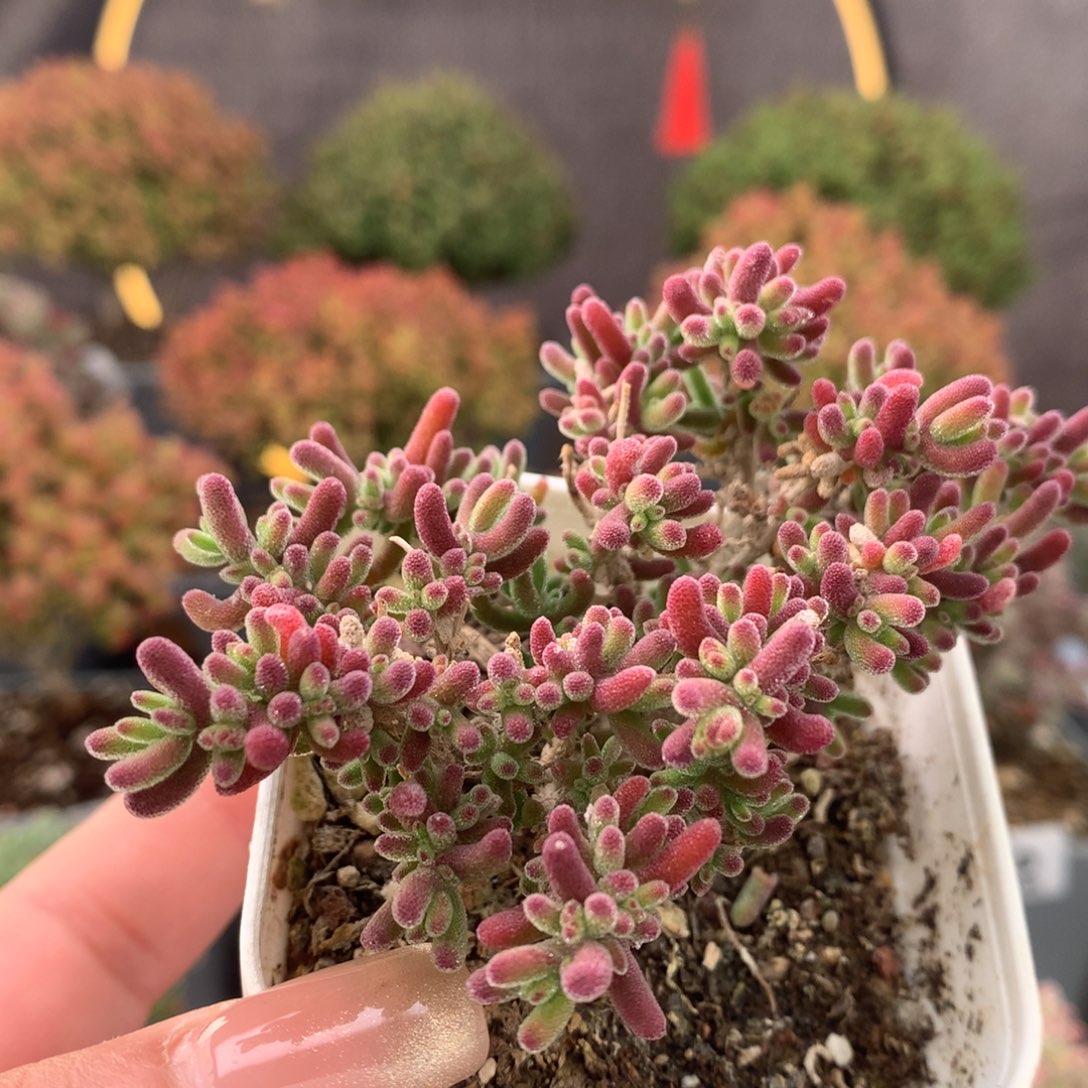 c164冰橙枝干番杏