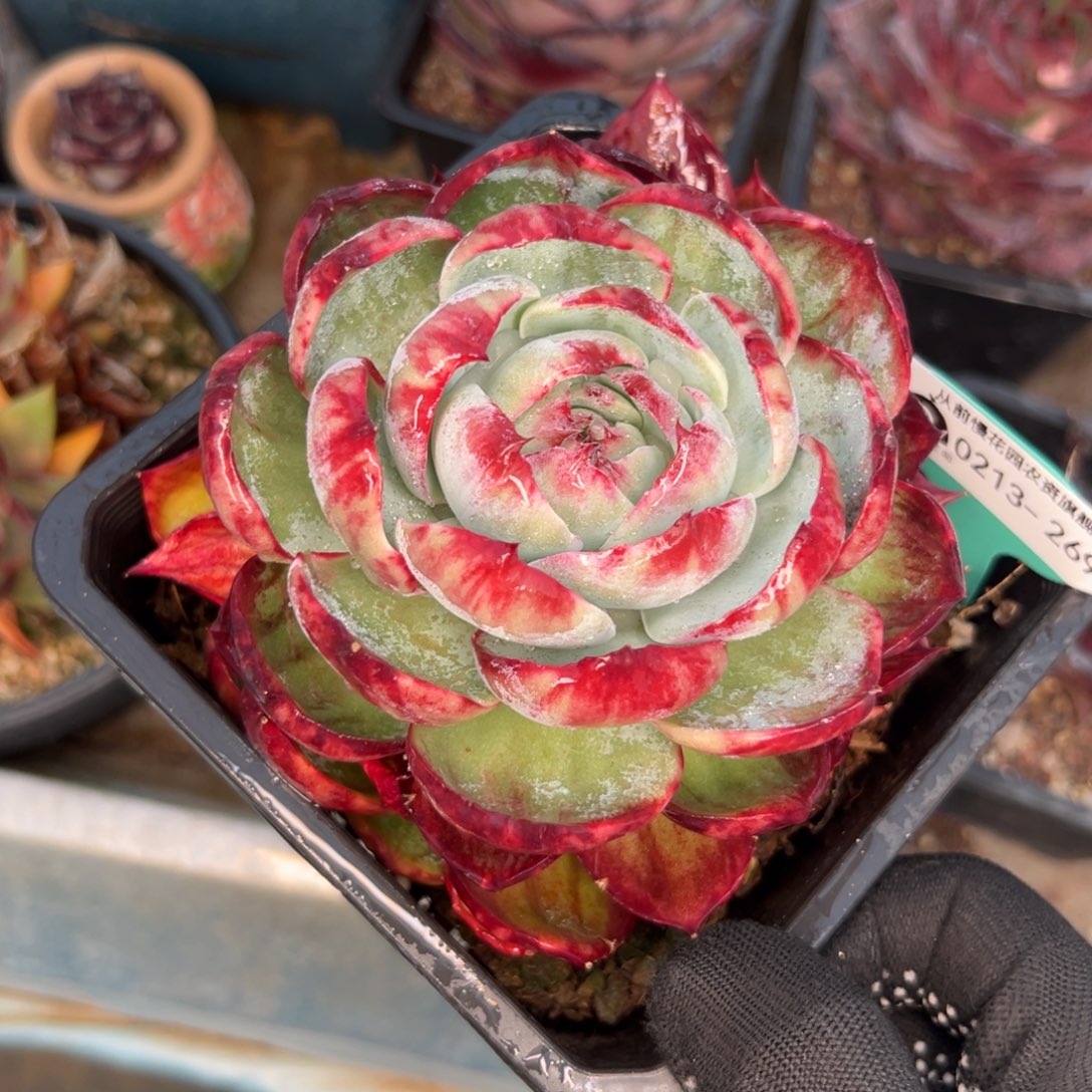 多肉一物一拍0216-269