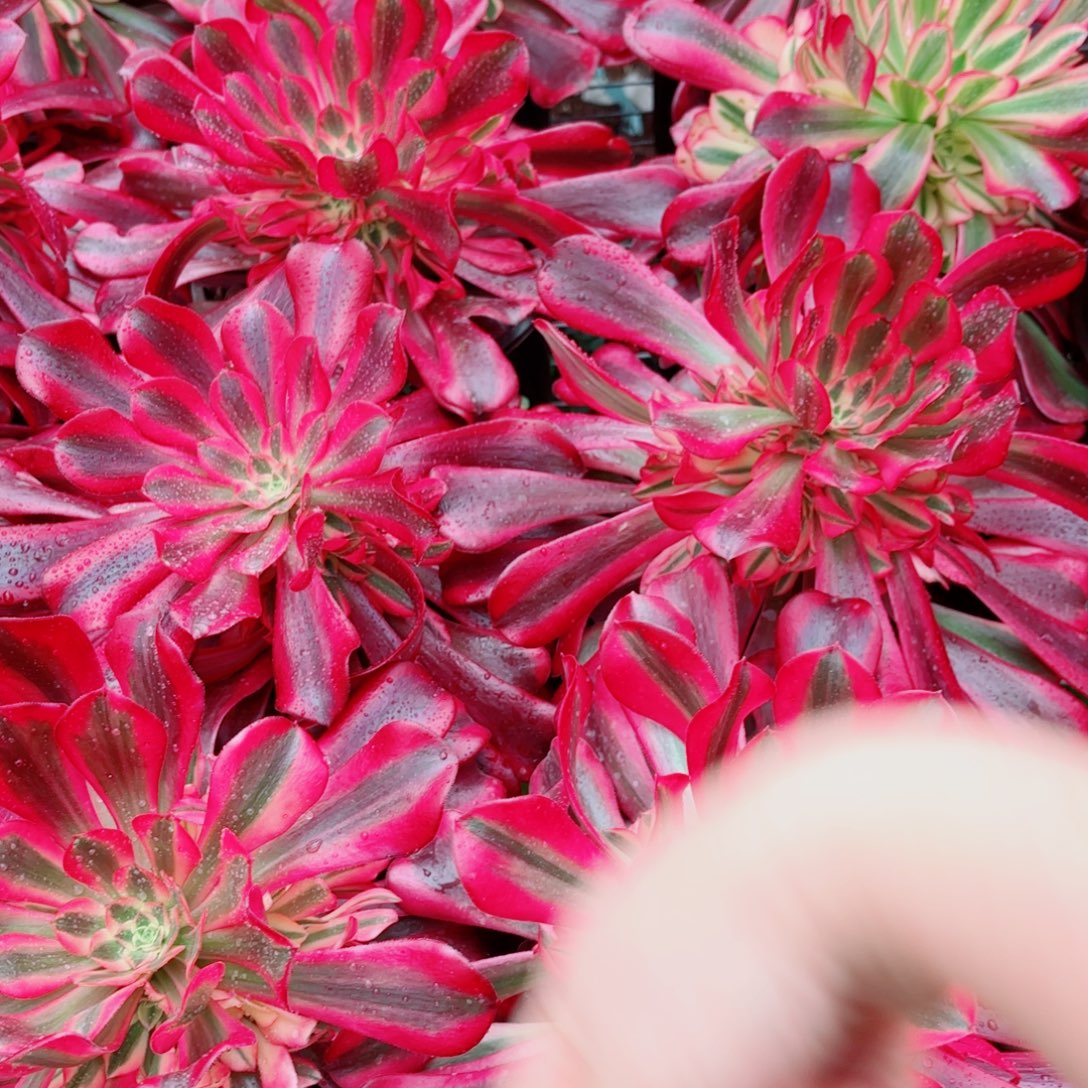 凤冠量拍多肉法师一个