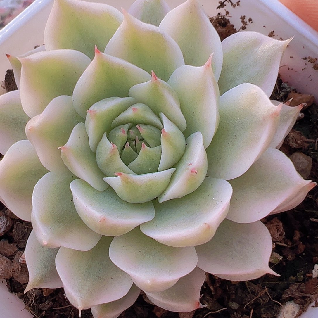 玛格丽特锦19包邮