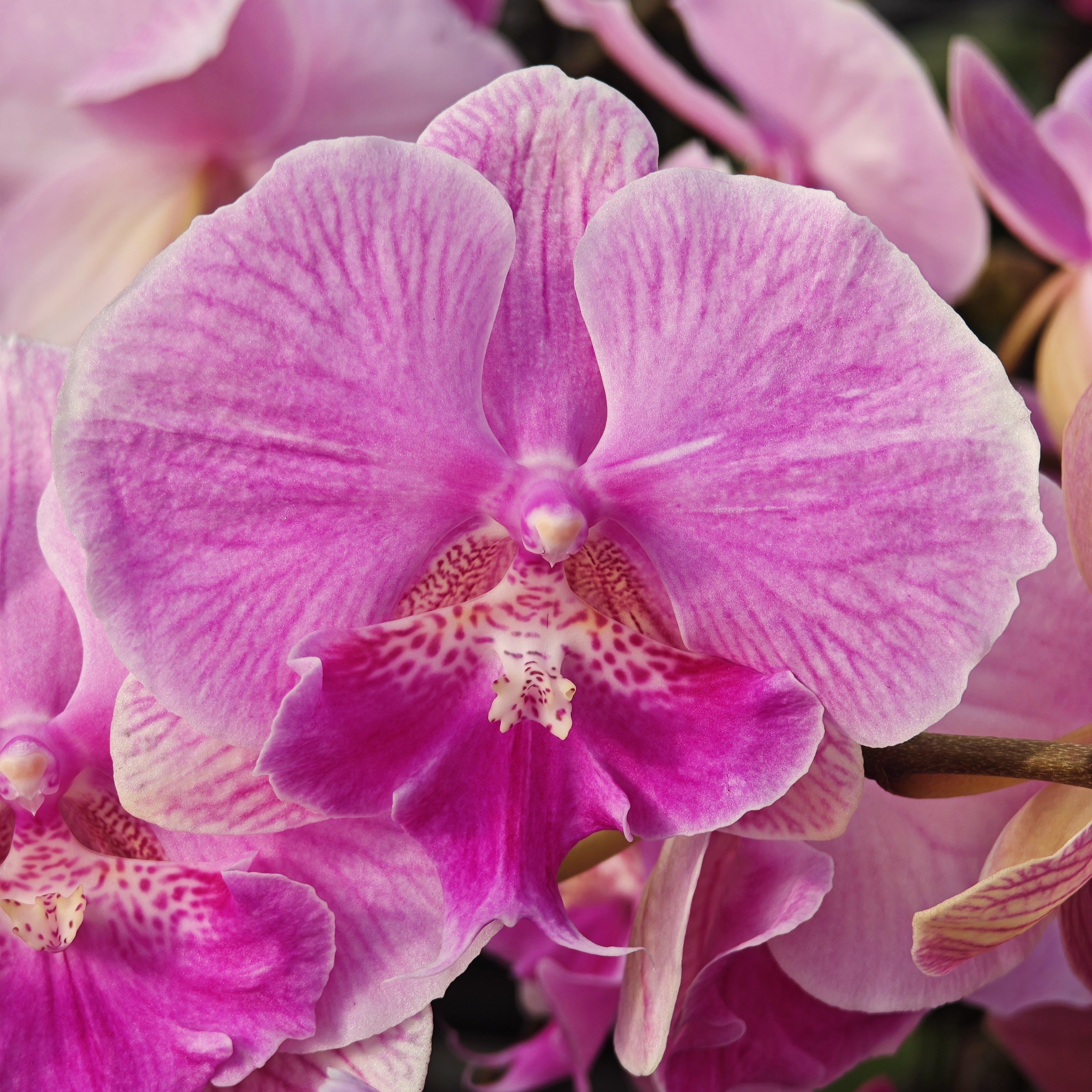 蝴蝶兰【美人鱼】中大花大舌头紫粉色 2.8寸杯 全开发货 基地直发