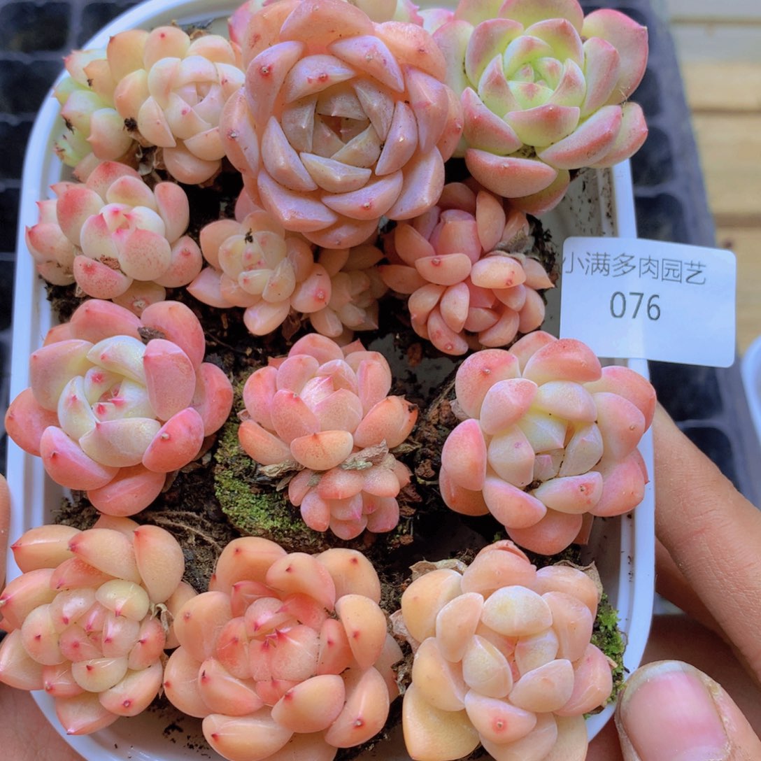 我要去买东西了啊我要去076