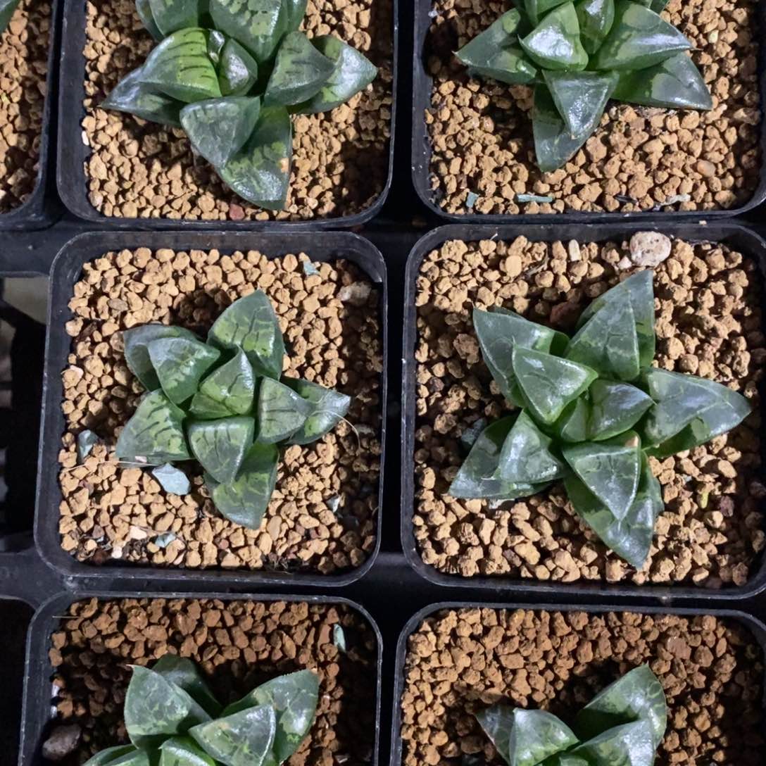 一颗假面实生 高货