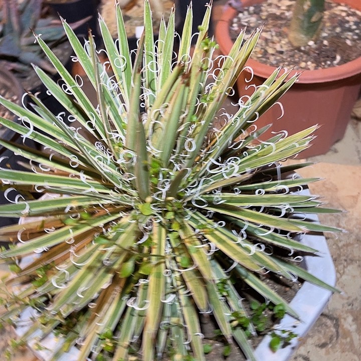 满38包邮2天凑单，脱土晾根发货多肉植物泷之白丝覆轮锦