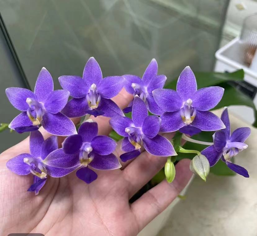 《EQ狗》原生浓香1.7寸刚换2.8寸杯蝴蝶兰不带花剑