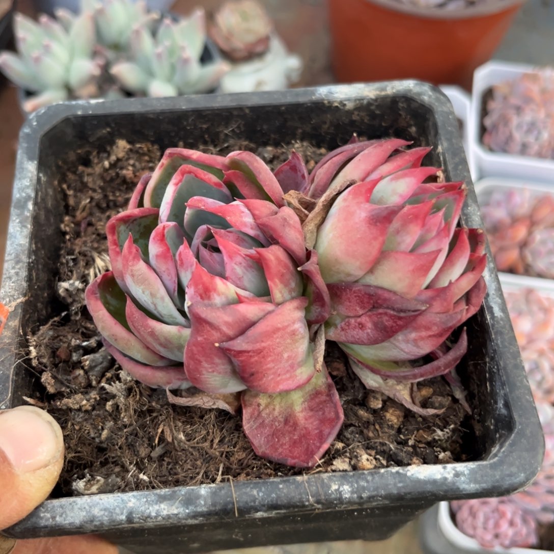 惊鸿一瞥不确定整