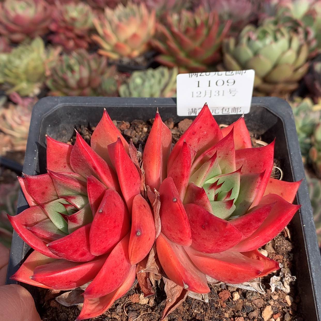 【闪购商品】云1109号赤秀10厘米