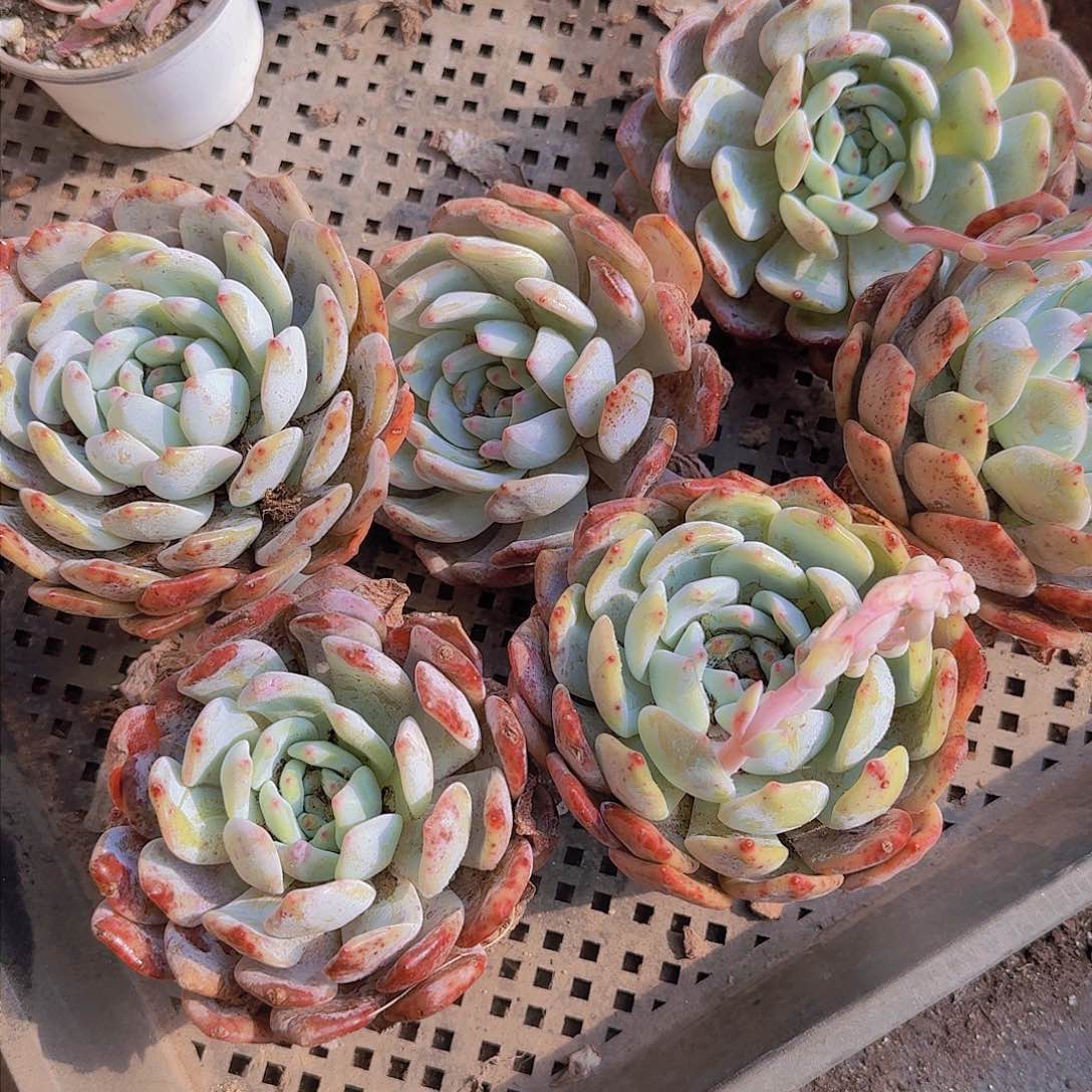 超大单头橙梦露6颗一组