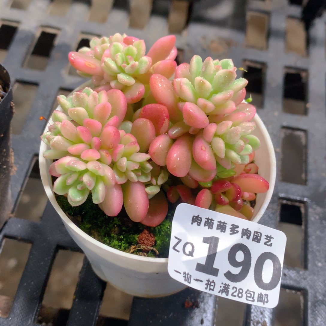 肉萌萌拇指盆精控多肉ZQ190