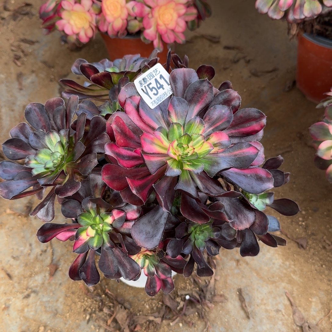 541花蝴蝶官服25左右2