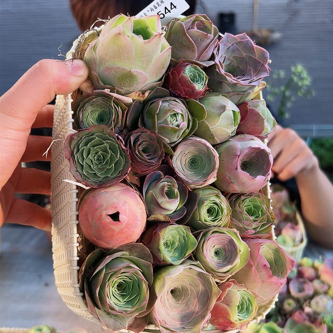 花篮一篮 捡漏捡漏 B544.544