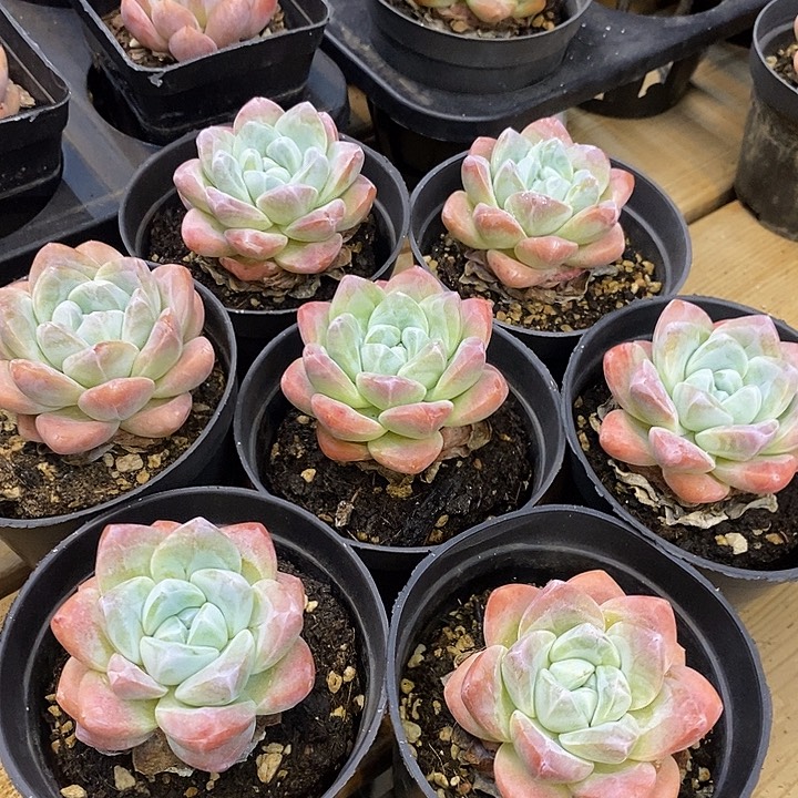 单头奶油冰玉福利多多