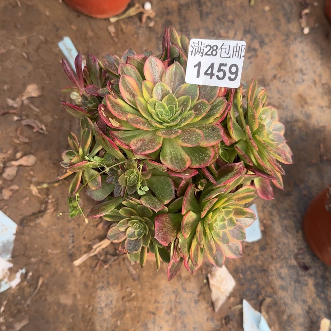 万黄锦多肉1459满28包邮断枝不包