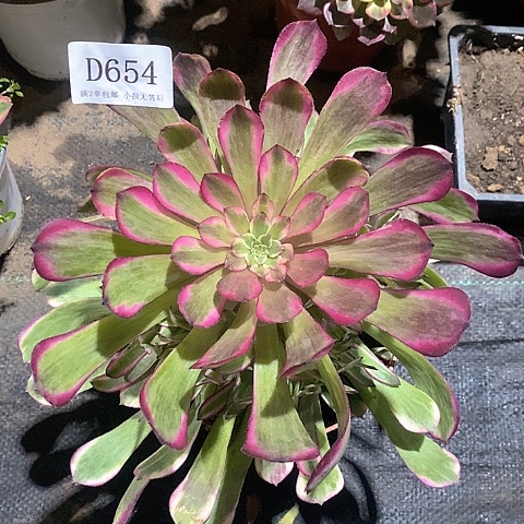 654红桐白多肉法师