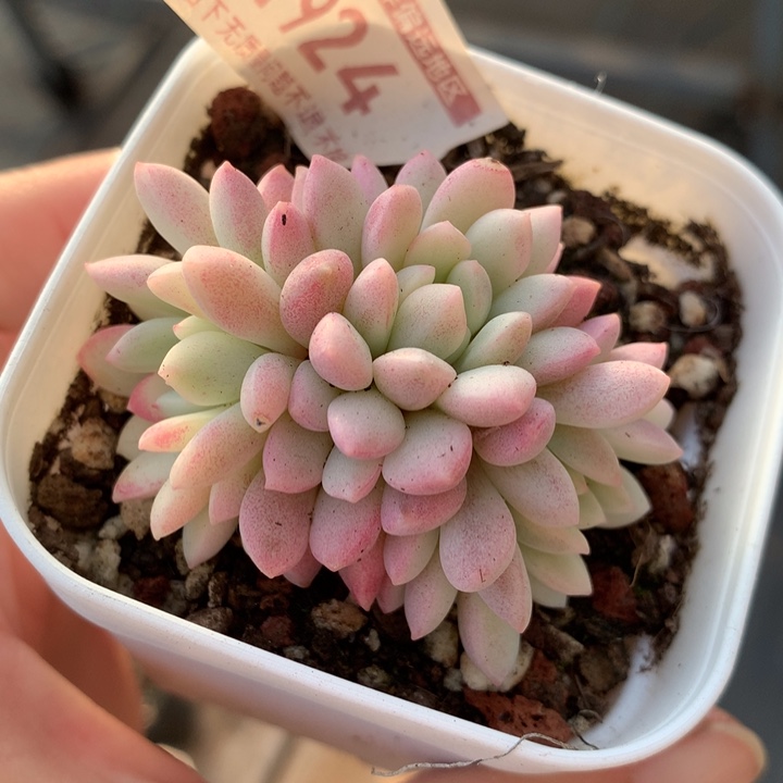 小红蛋锦多肉植物的