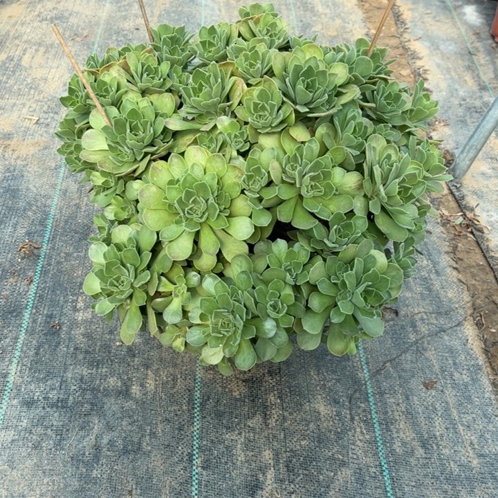 30多肉多肉多肉多肉