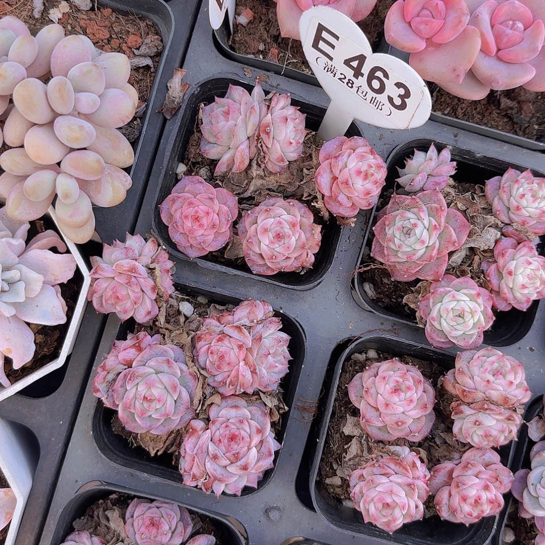 E463蓝孔雀一物一拍