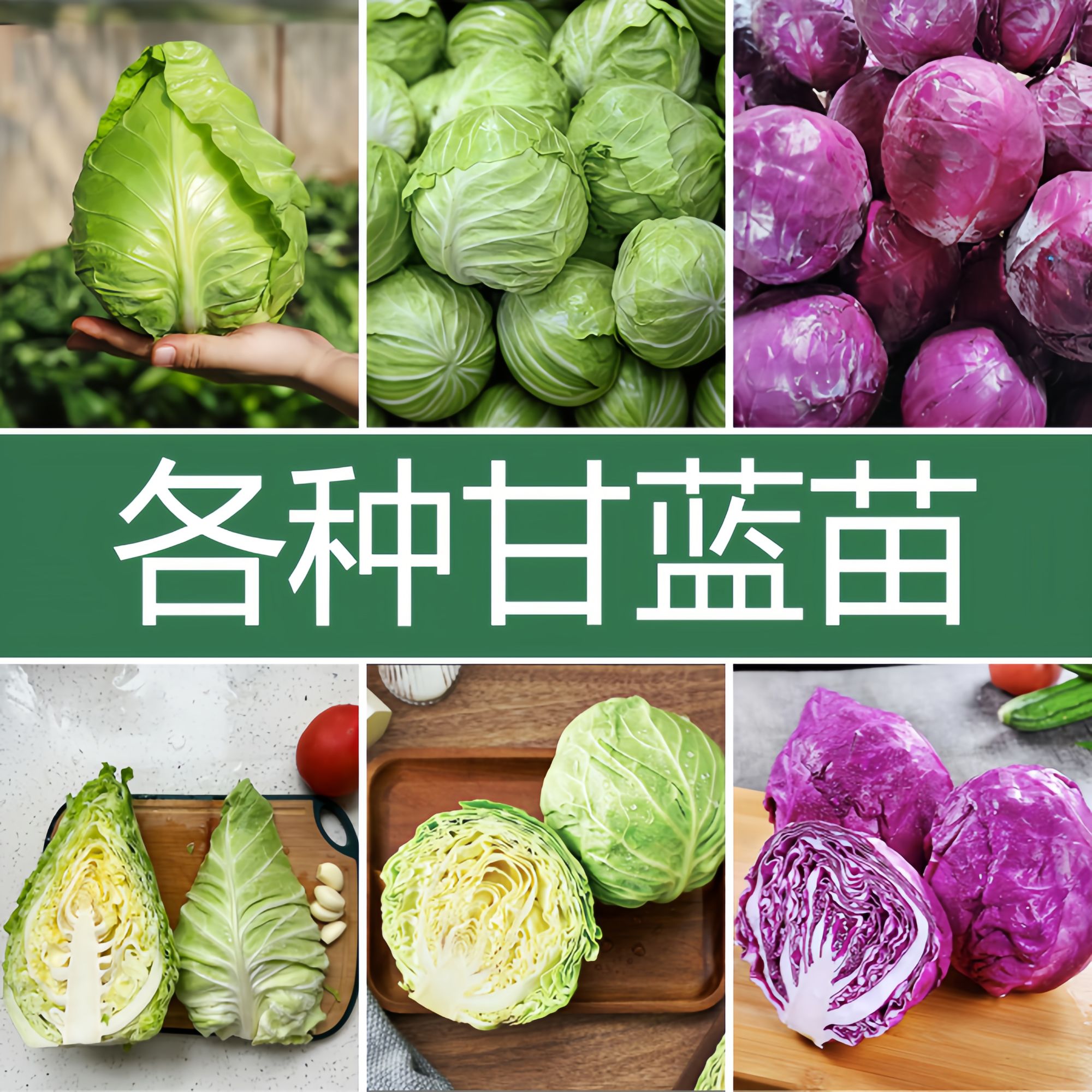甘蓝秧苗大全绿甘蓝牛心甘蓝紫甘蓝扁平甘蓝包菜带土种苗基地直发