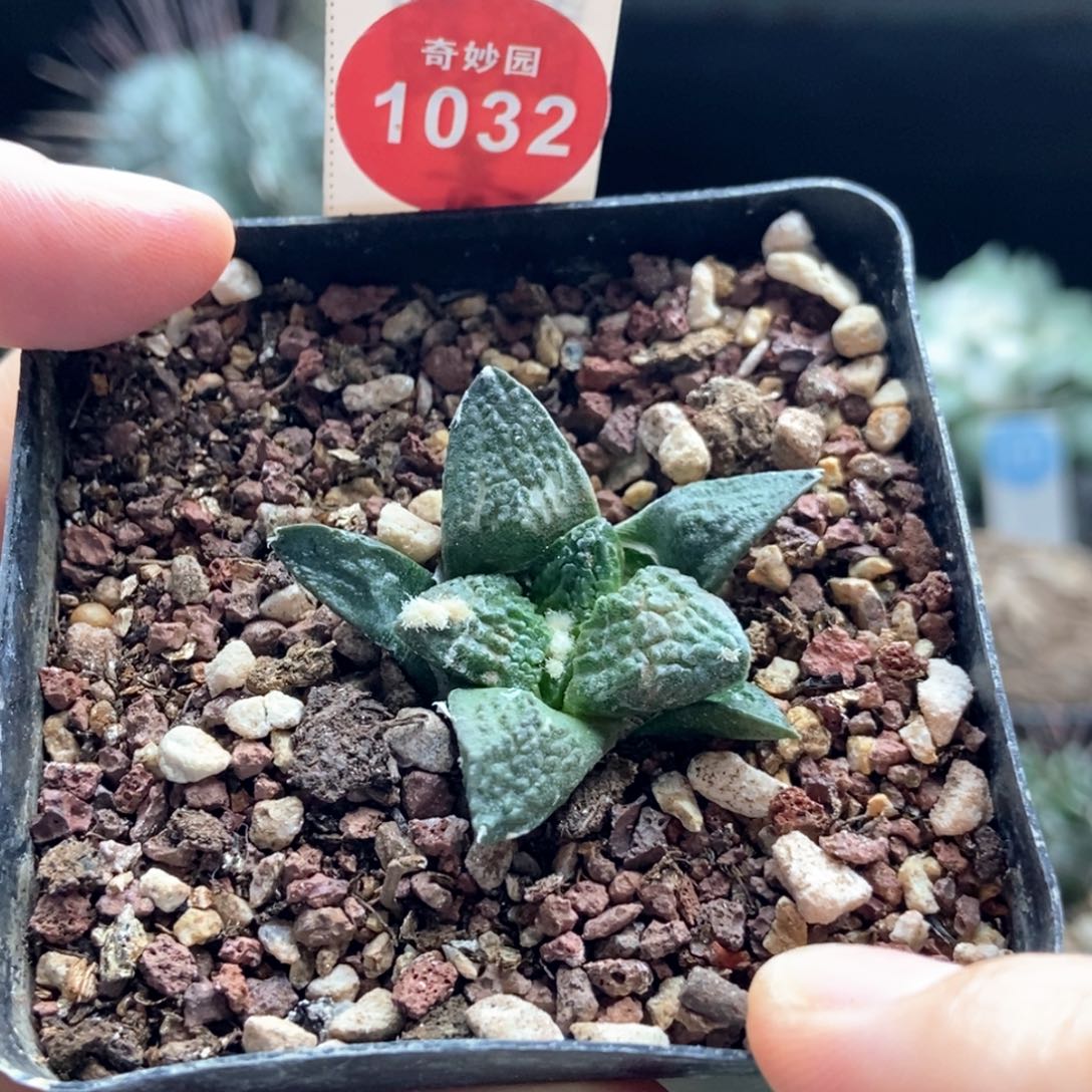 实生龟甲牡丹3.7cm