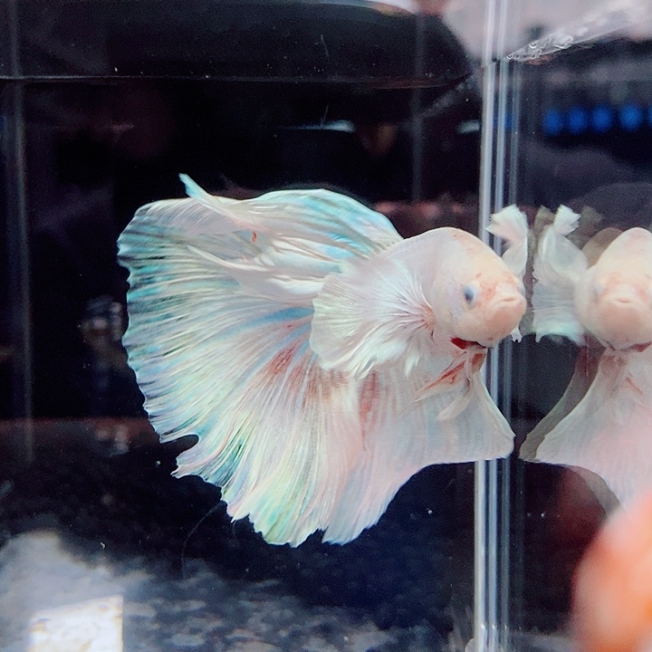 斗鱼黑195号巨斗半月