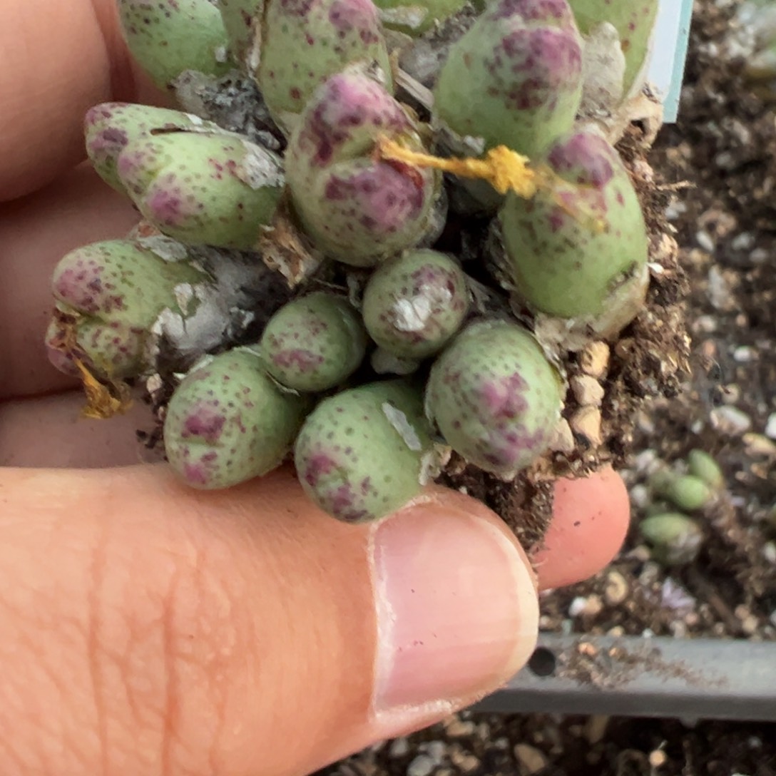24-161肉锥多肉植物，