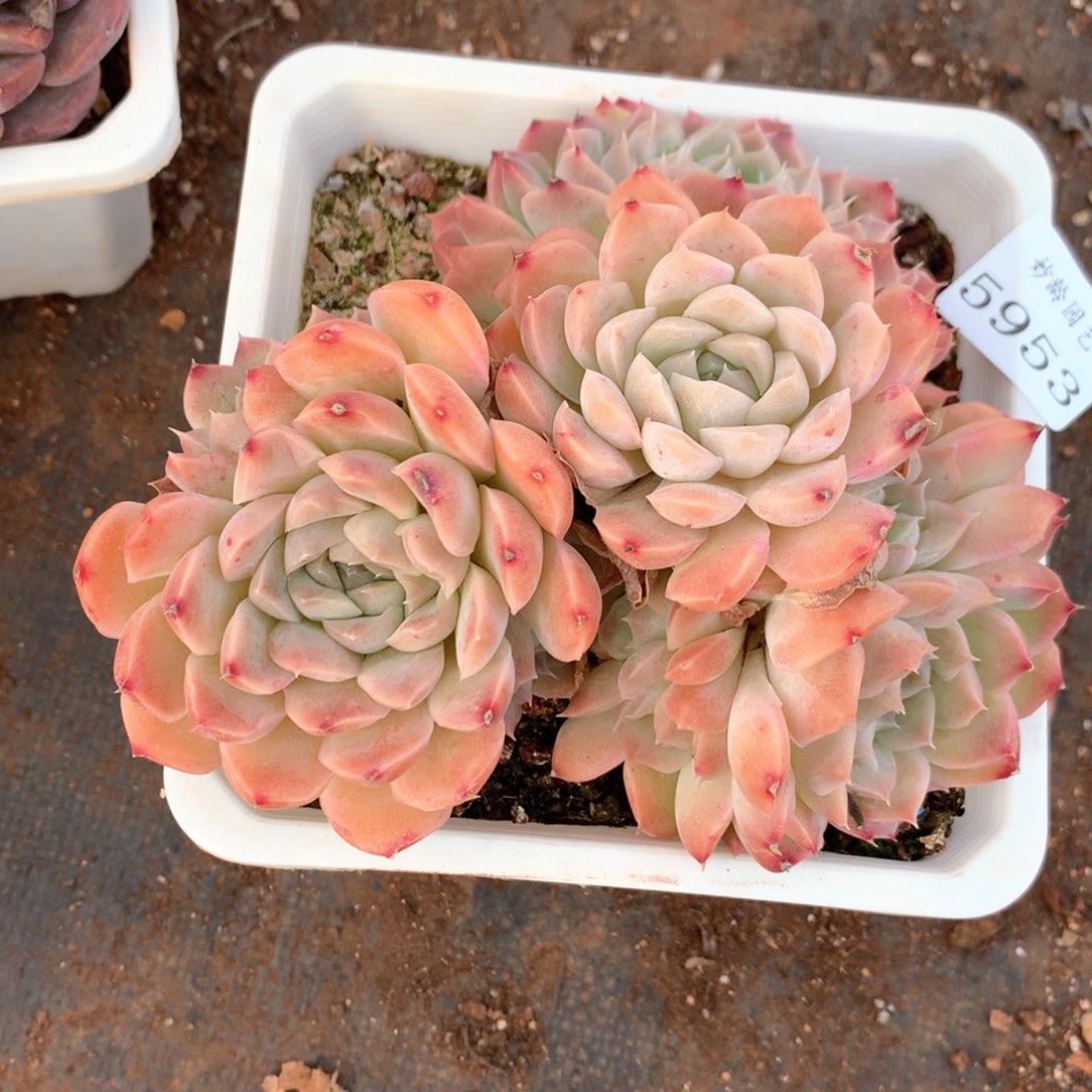 蔷*花5953杂交多肉植物基地