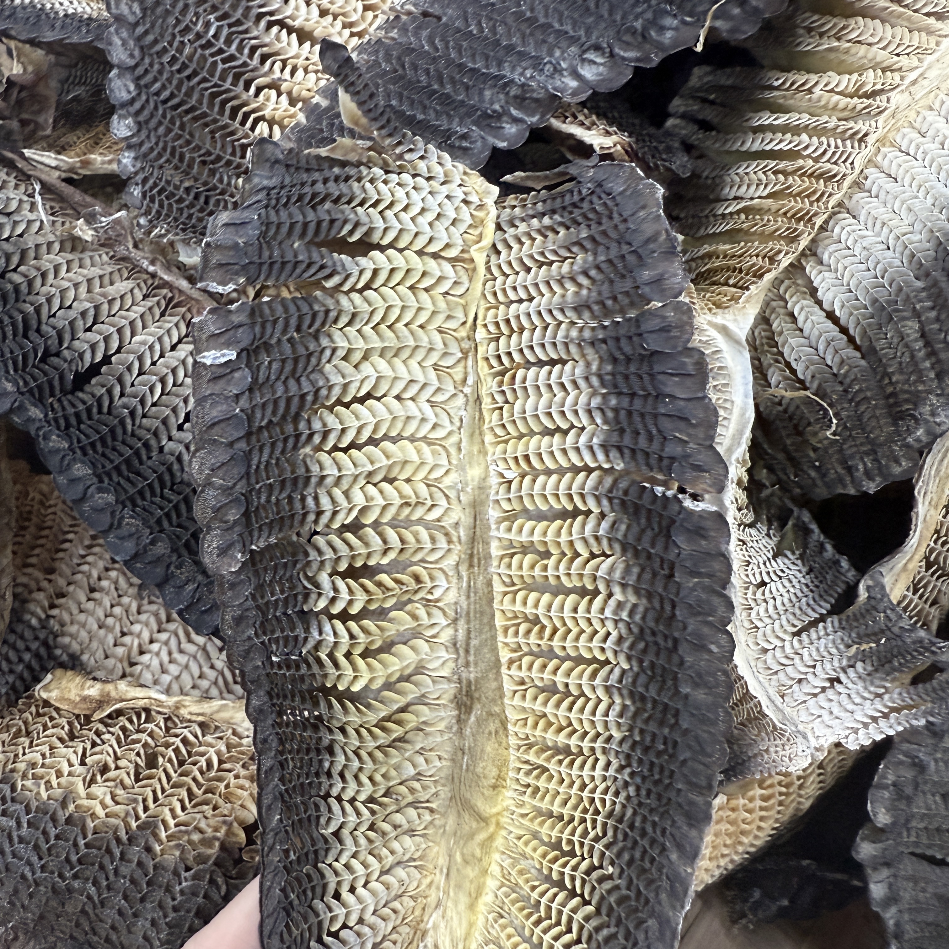 朝伟精选 膨鱼腮