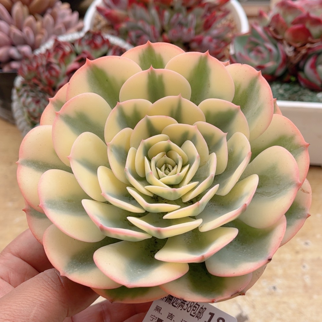 189雨蝶锦德华多肉