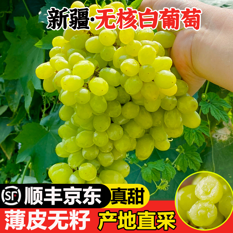 7-24日现货【顺丰京东明日达】DS无核白葡萄吐鲁番新鲜采摘核心产区无籽无核应季水果半斤-5斤新疆维吾尔自治区