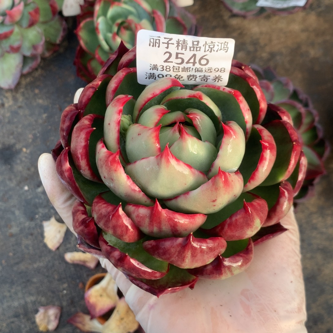 2546 一物一拍11厘米