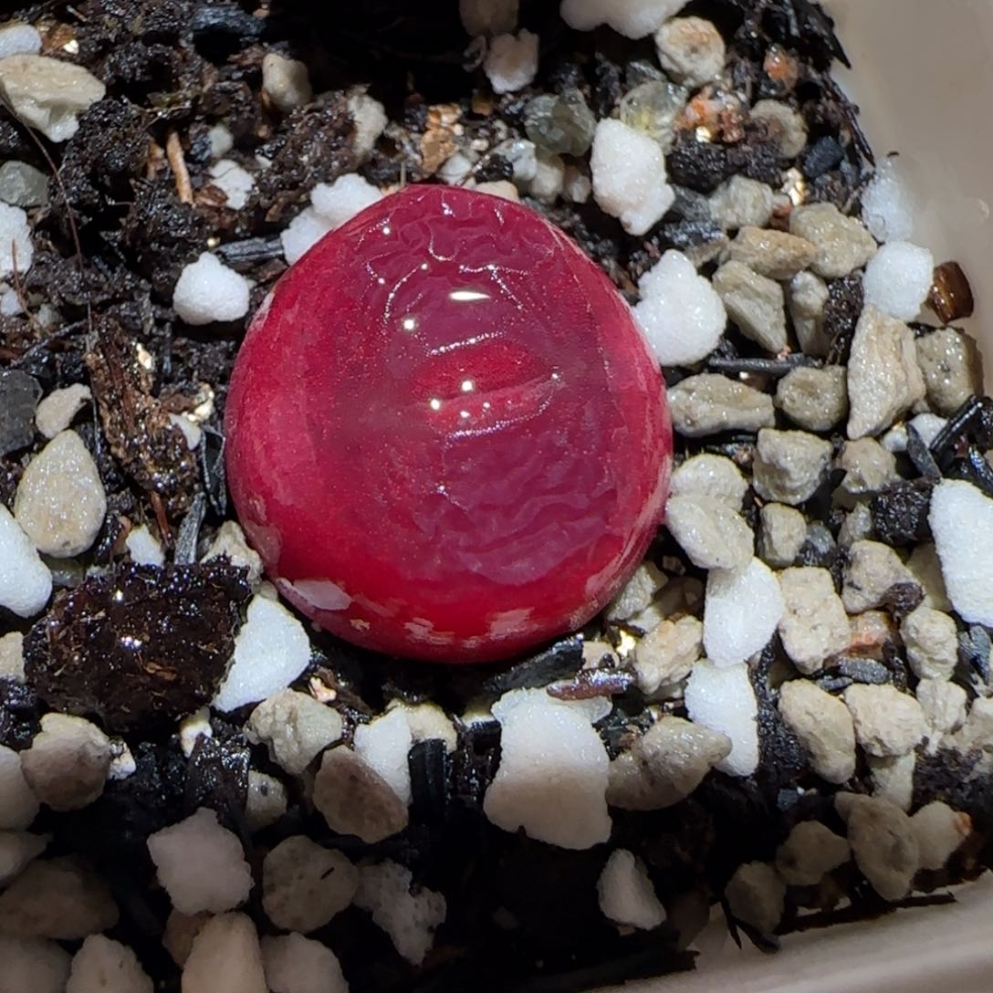 肉锥多肉植物百科25-红宝石有疤569