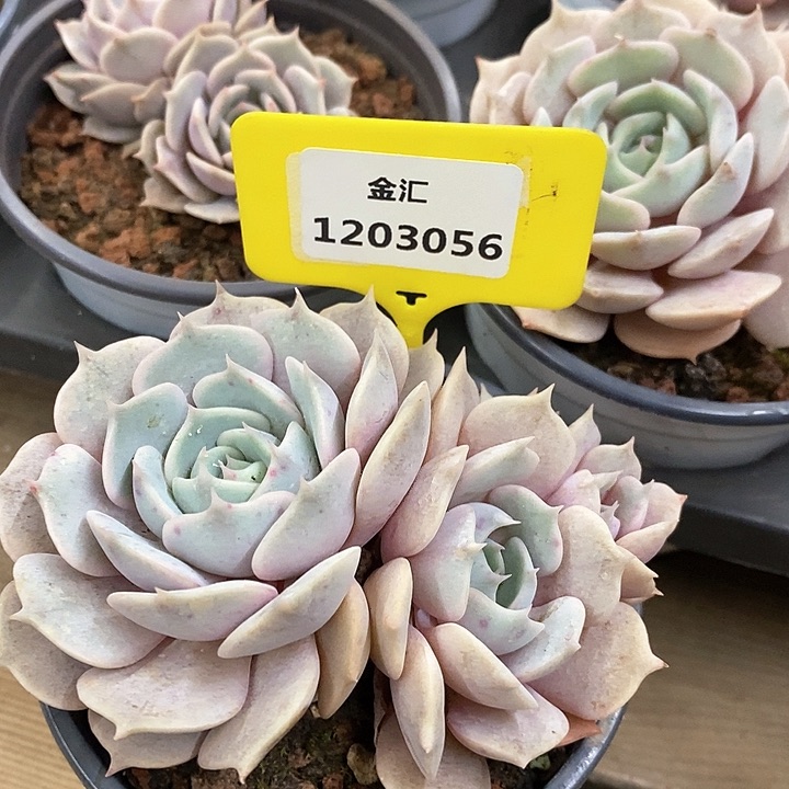 福利多多。1203056