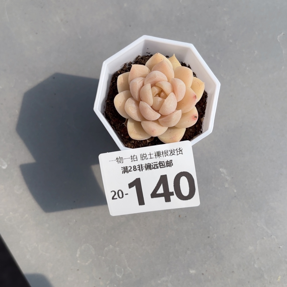 白梦单头多肉多肉