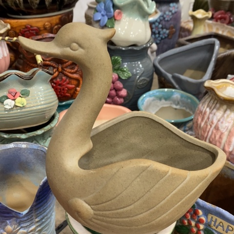  天鹅抬头1331313113