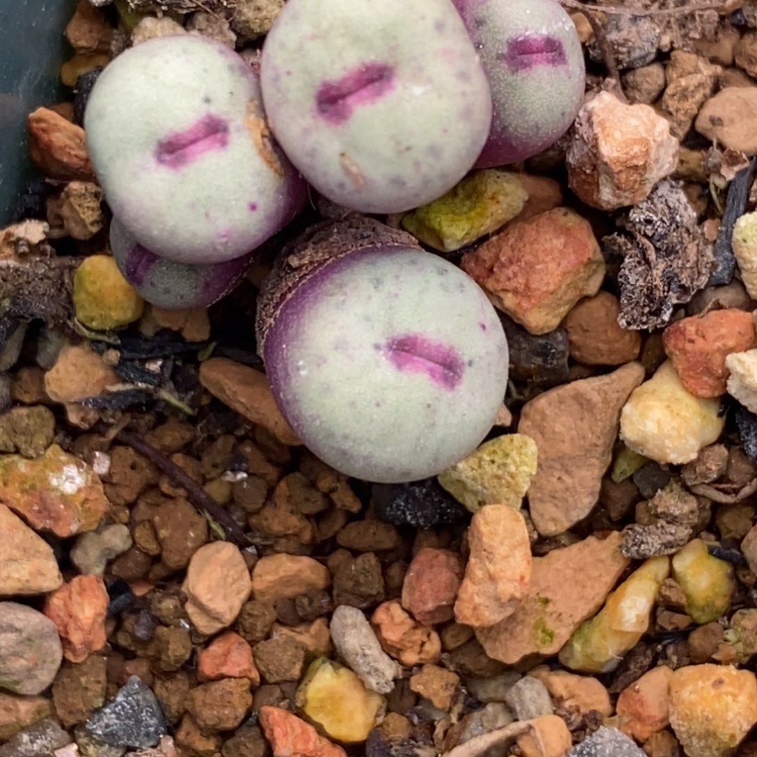 群生1380好看好看火大