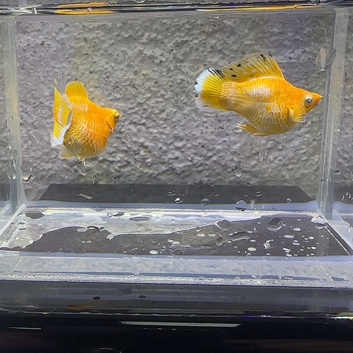 黑玛丽鱼黄金钻眼。23号
