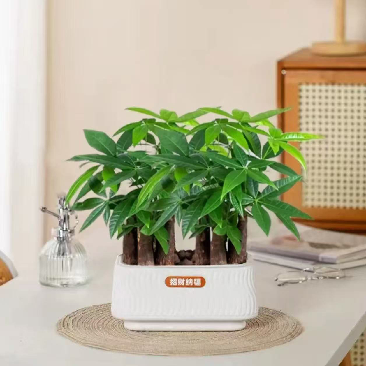 6杆发财树发财树室内客厅办公室绿植盆栽四季常青好养招财转运