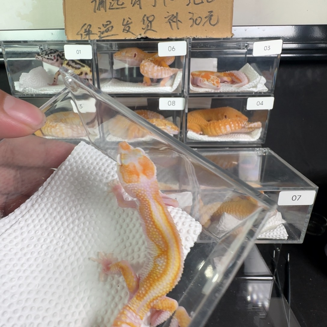 豹纹守宫白黄蜡笔暴龙直线弟弟