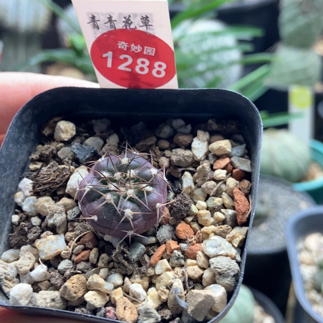 实生紫肌圆盘玉2cm一棵仙人球