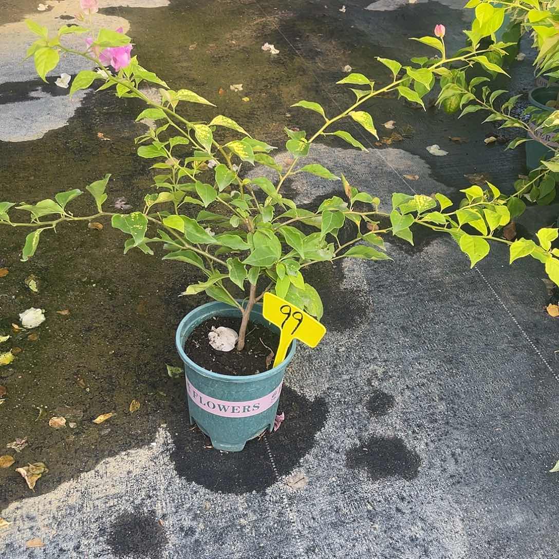 当前无花栽培后可以开花99斑红樱原生扦插