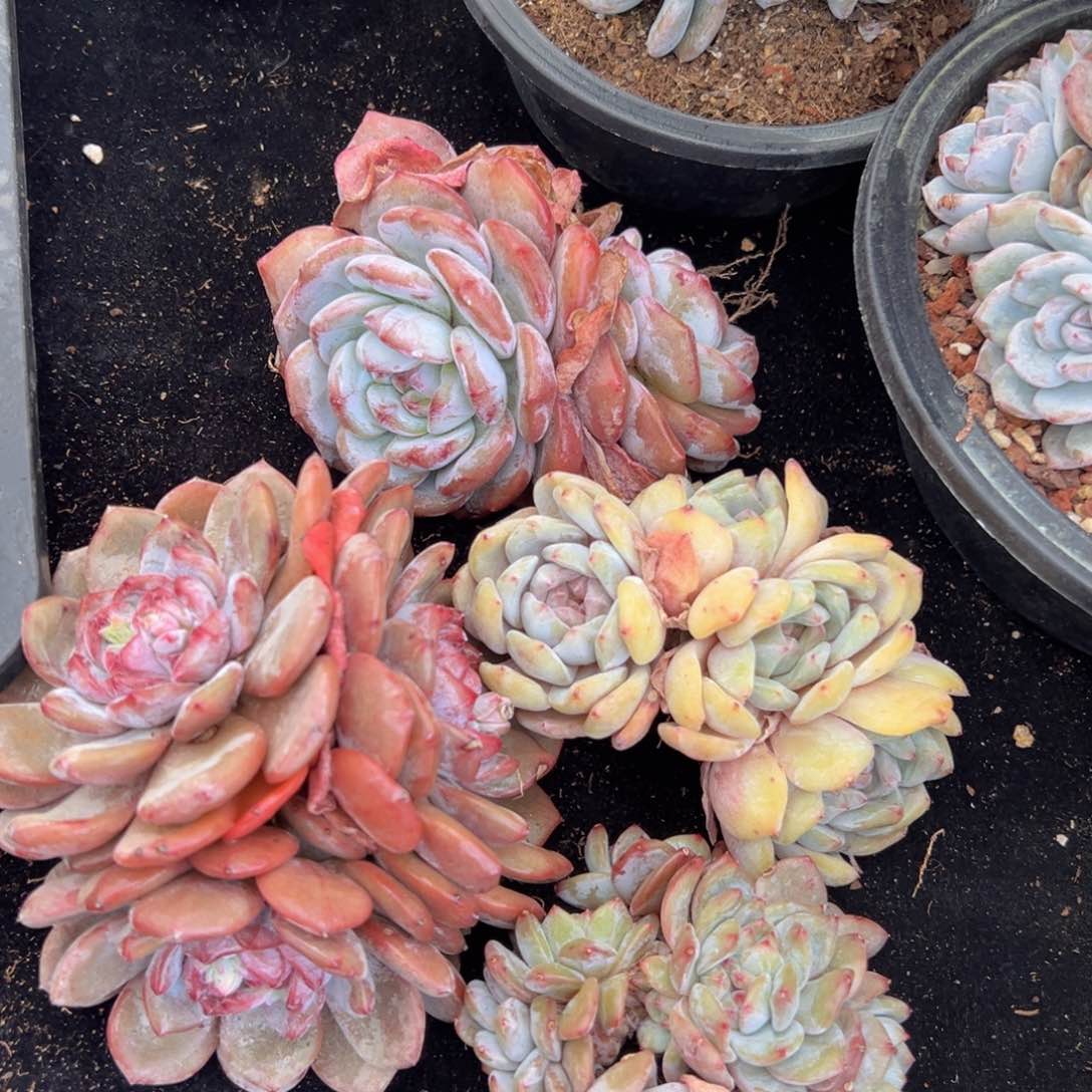 ， ， 新年快乐  ，