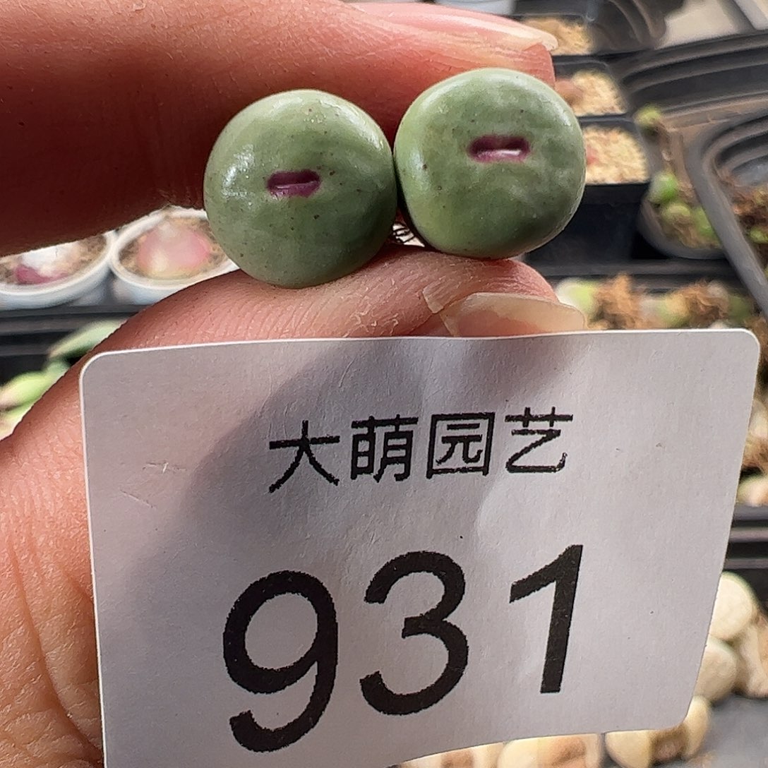 一物一拍。           931