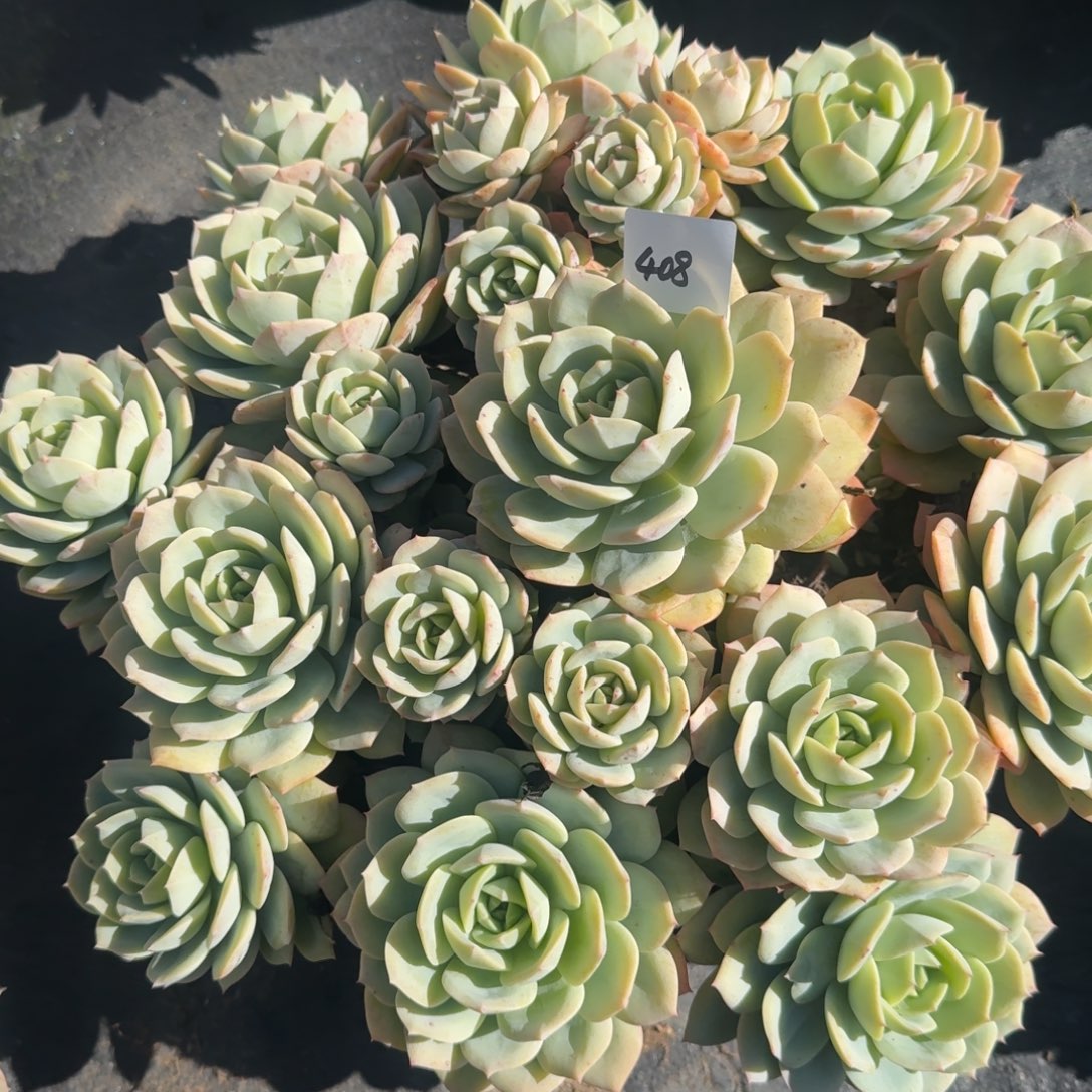 408恋曲凡艺多肉///