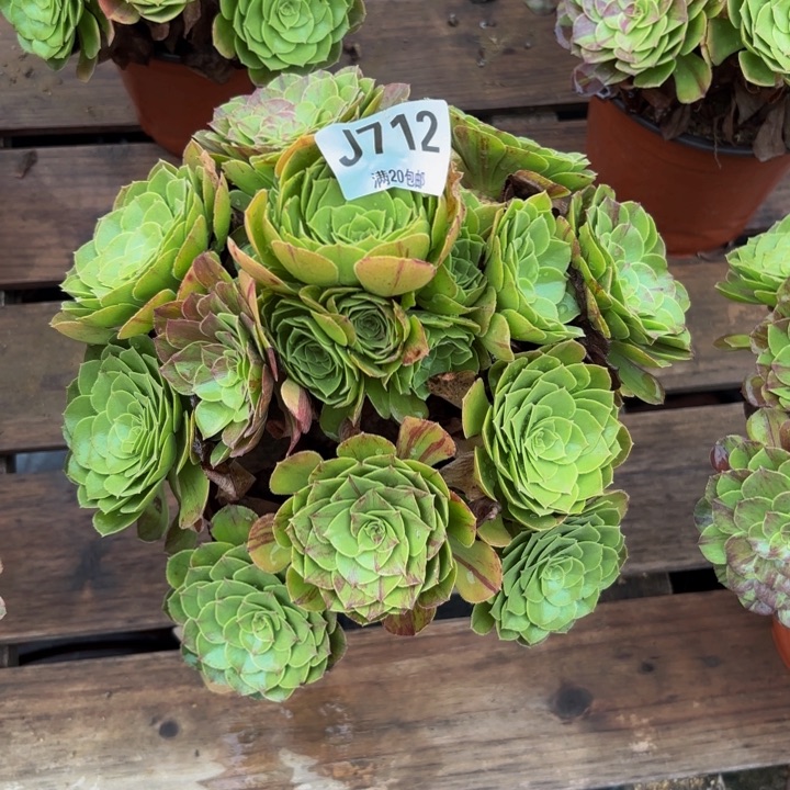 瑞妈多肉园艺712花月夜