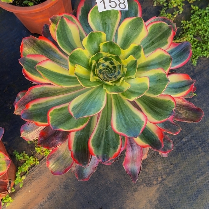 平***凡0000000158红魔女